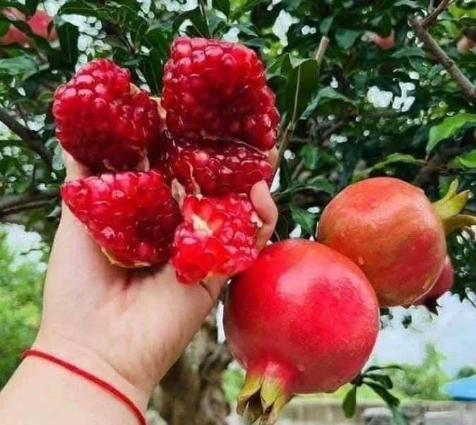 Неожиданная польза граната для стабилизации уровня сахара в крови и защиты сердечно-сосудистой системы